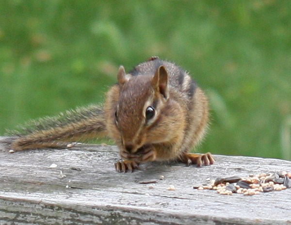 Chipmunk4