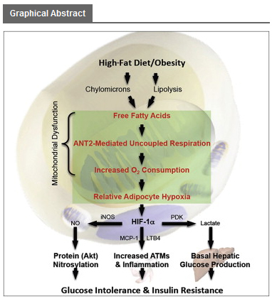 FatHypoxiaInsulinResistance