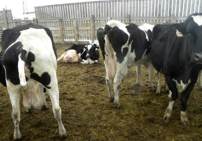 MadCowUnmilkedDownerCowAtAuction2