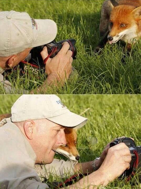 FoxAndCameraman