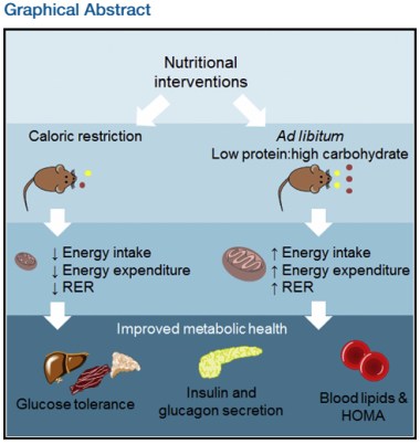CaloricRestrictionMice