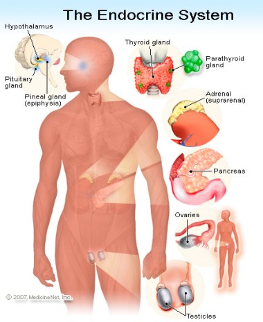 EndocrineSystem