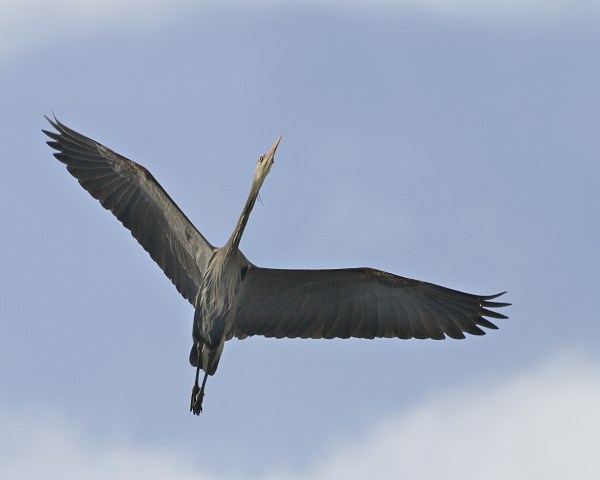 Heron2