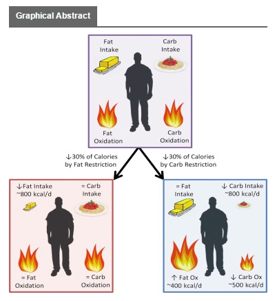 LowFatMoreBodyFatLossGraphic